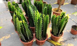 仙人掌的果实叫什么