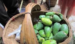 仙人掌的果实叫什么